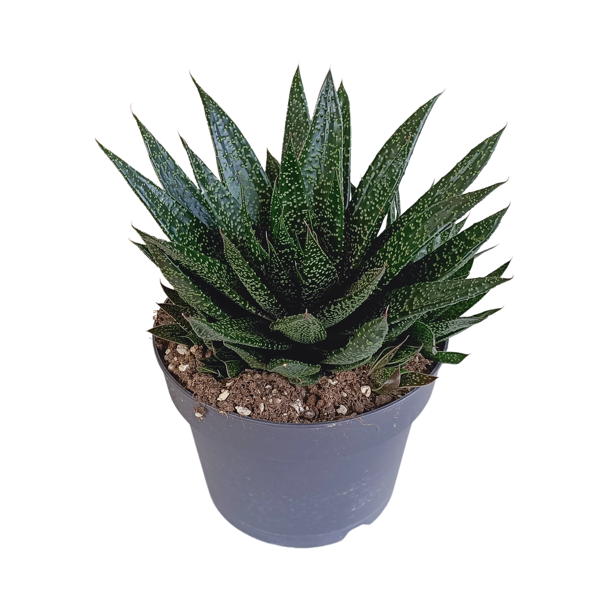 Gasteria 'd Due, plant in pot