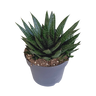 Gasteria 'd Due