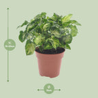Detailfoto van Syngonium Pixie