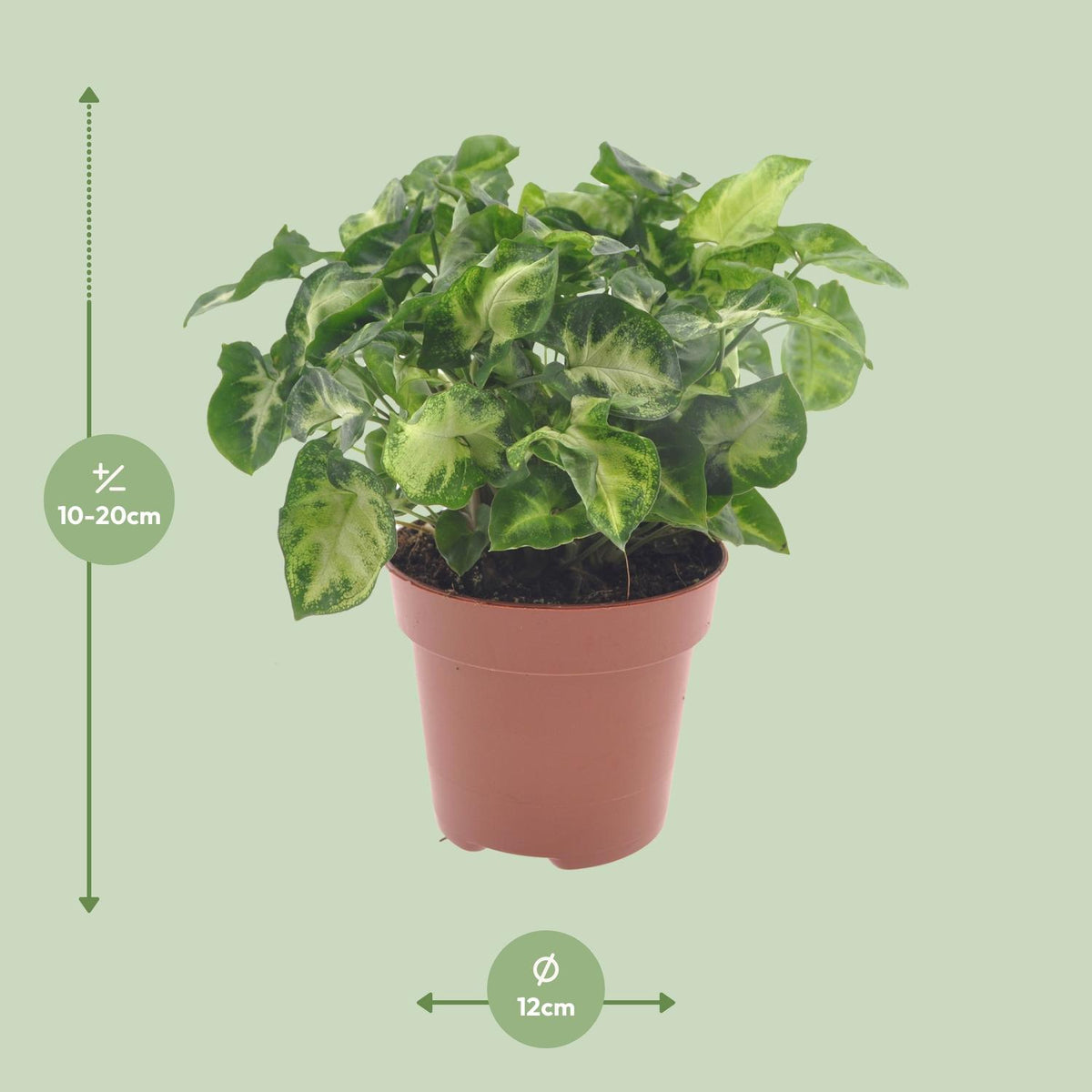 Detailfoto van Syngonium Pixie