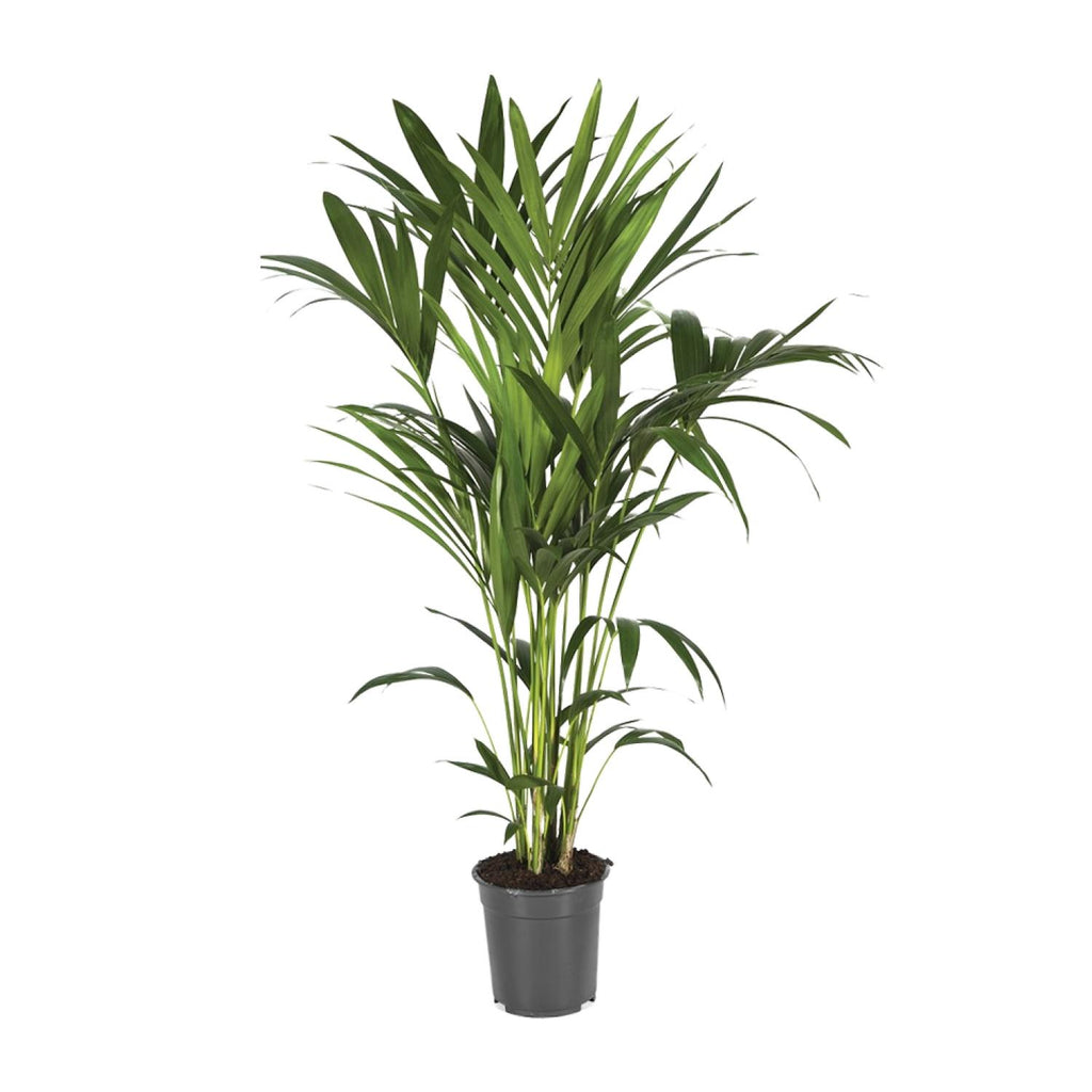 Productfoto van Howea Forsteriana