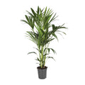 Productfoto van Howea Forsteriana