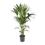 Productfoto van Howea Forsteriana