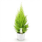 Cupressus Gold Crest Wilma, groene bladeren
