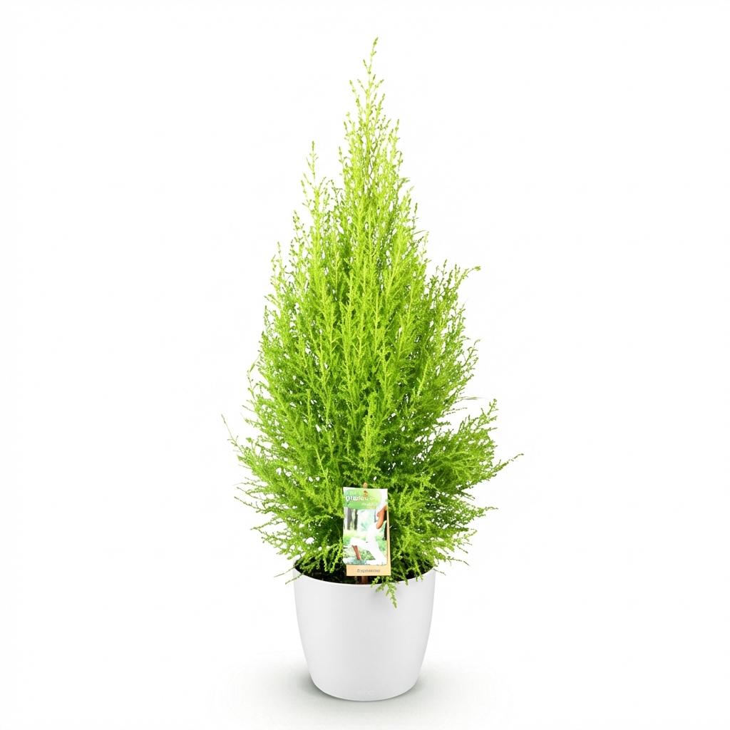 Cupressus Gold Crest Wilma, groene bladeren