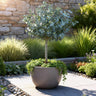 Eucalyptus gunni Azure