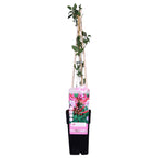 Productafbeelding van Pureplant