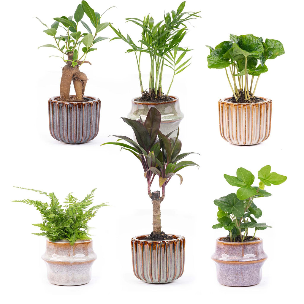 Mini kamerplanten, set van 6 in keramische potjes Barcelona, kenmerkend blad