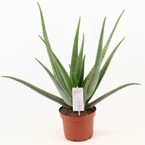 Aloe Vera, plant in pot