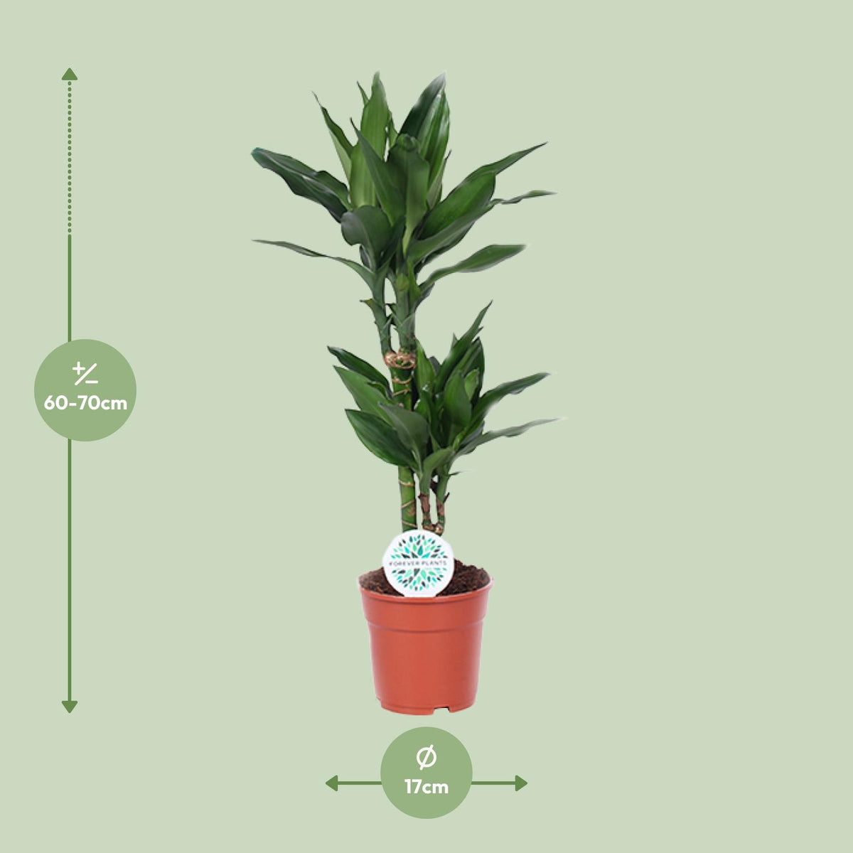 Detailfoto van Dracaena Janet Lind