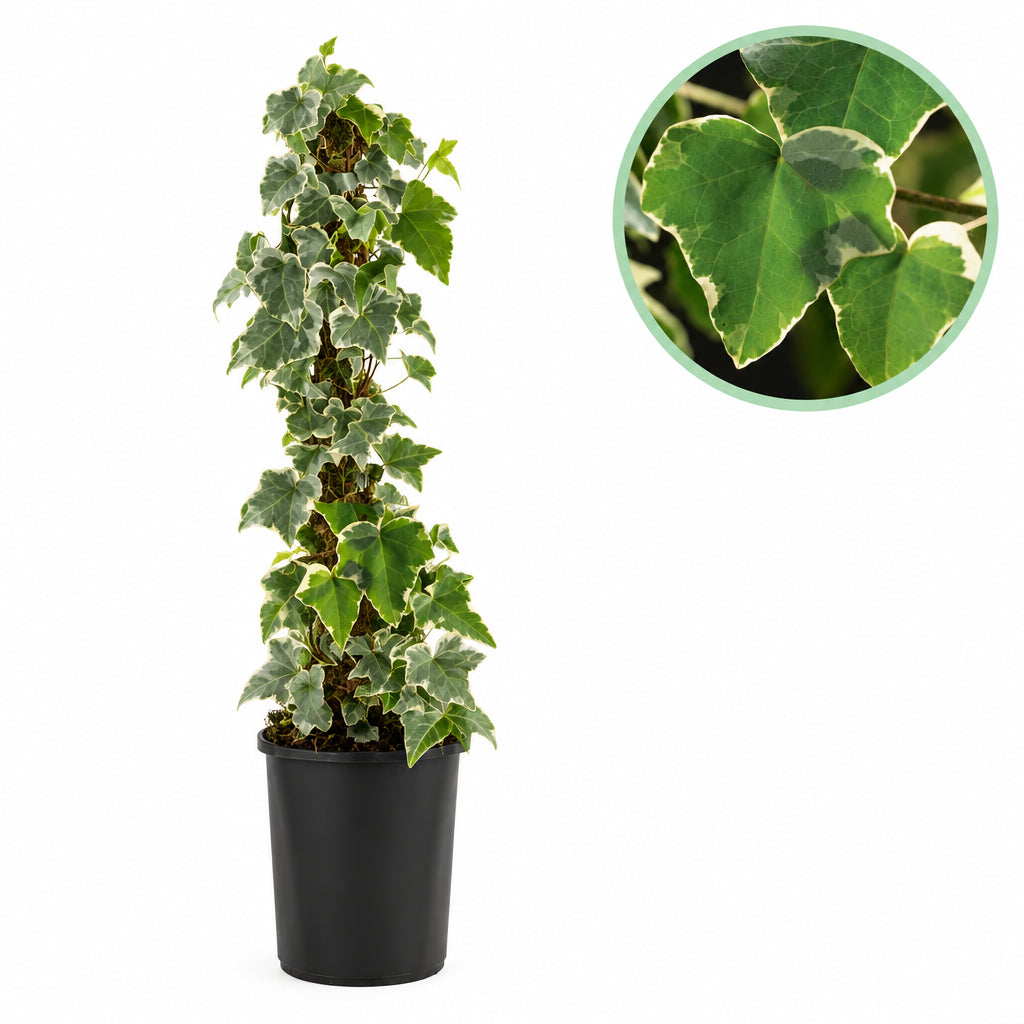 Hedera helix Glacier, plant in pot