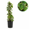 Hedera helix Glacier