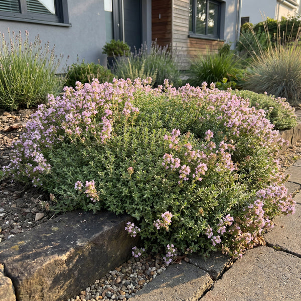 Thymus praecox Minor - KruipTijm - Geurend - Roze