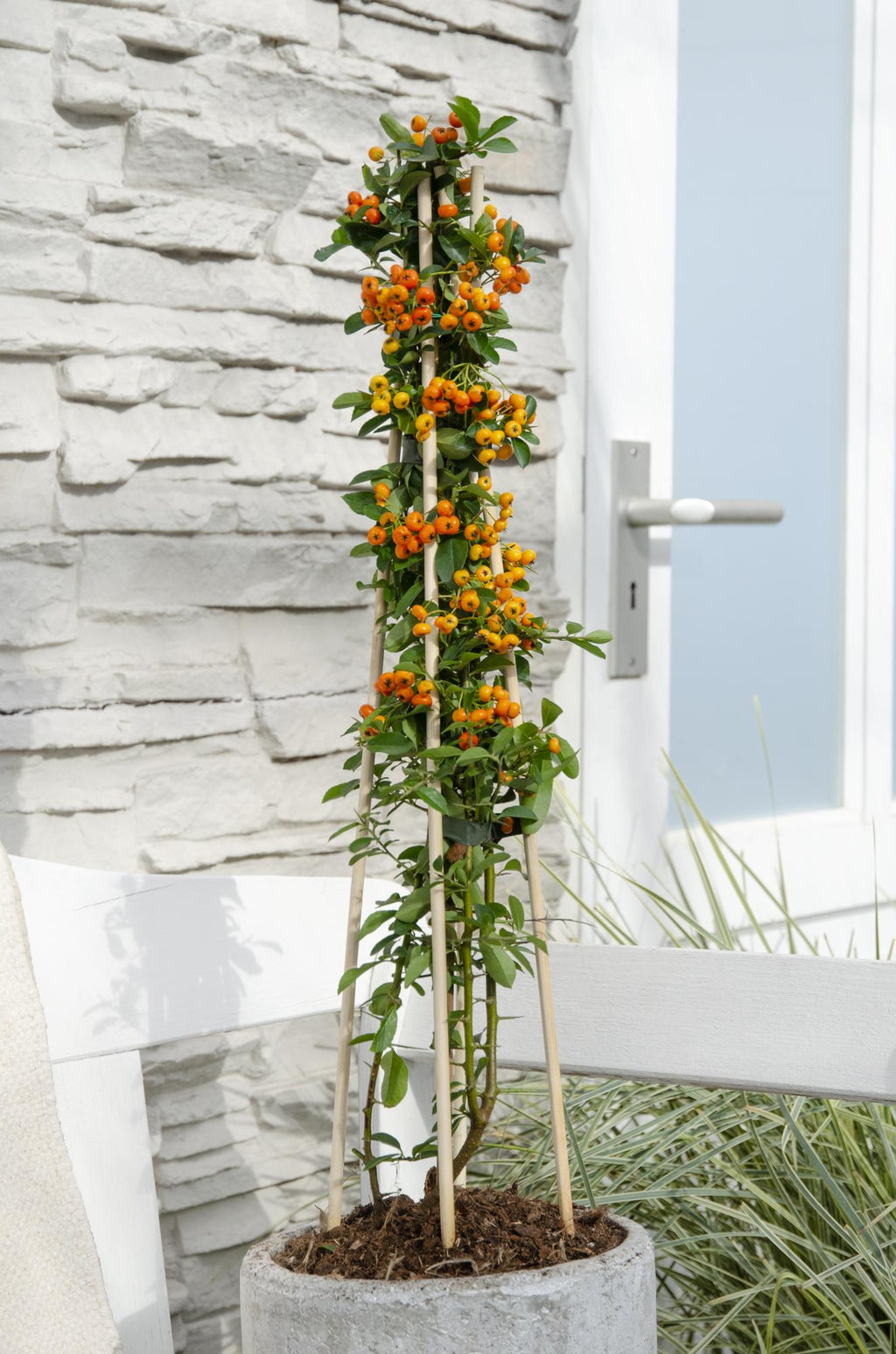 Productafbeelding van Pureplant