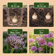 Sterrenlook Allium christophii bloembollen, paars, foto 4