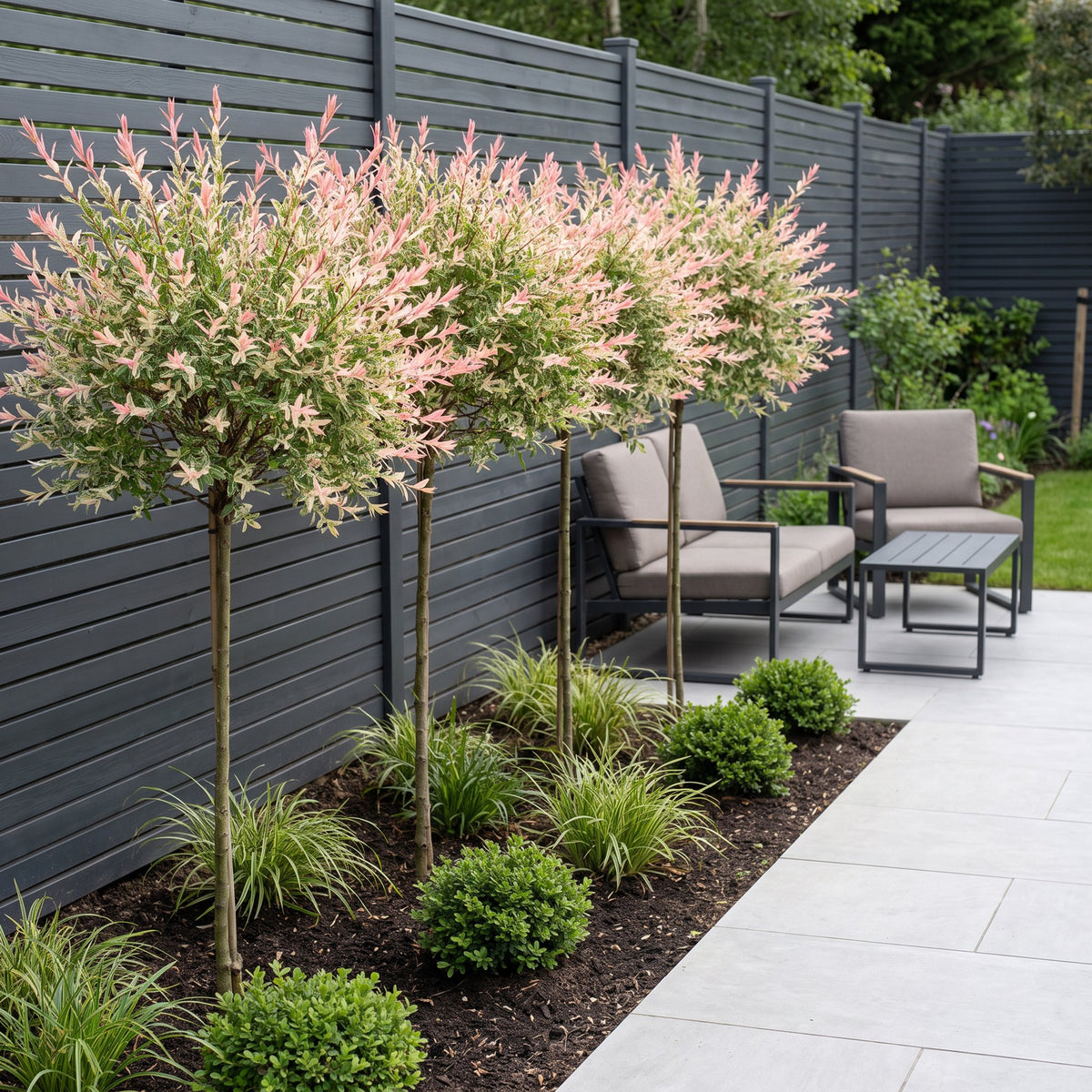 Salix Flamingo, 160 cm hoog, gezonde plant
