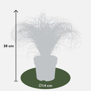 6 x Carex comans &