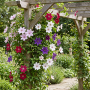 Clematis rainbow mix - bosrank in vier kleuren - set van 8 - Ø9 cm