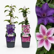 Clematis duo paars en roze - bosrank - set van 6 - Ø9 cm