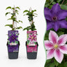 Clematis duo paars en roze - bosrank - set van 6 - Ø9 cm