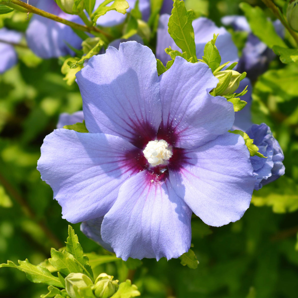 Hibiscus syriacus Oiseau Blue, detail van het blad