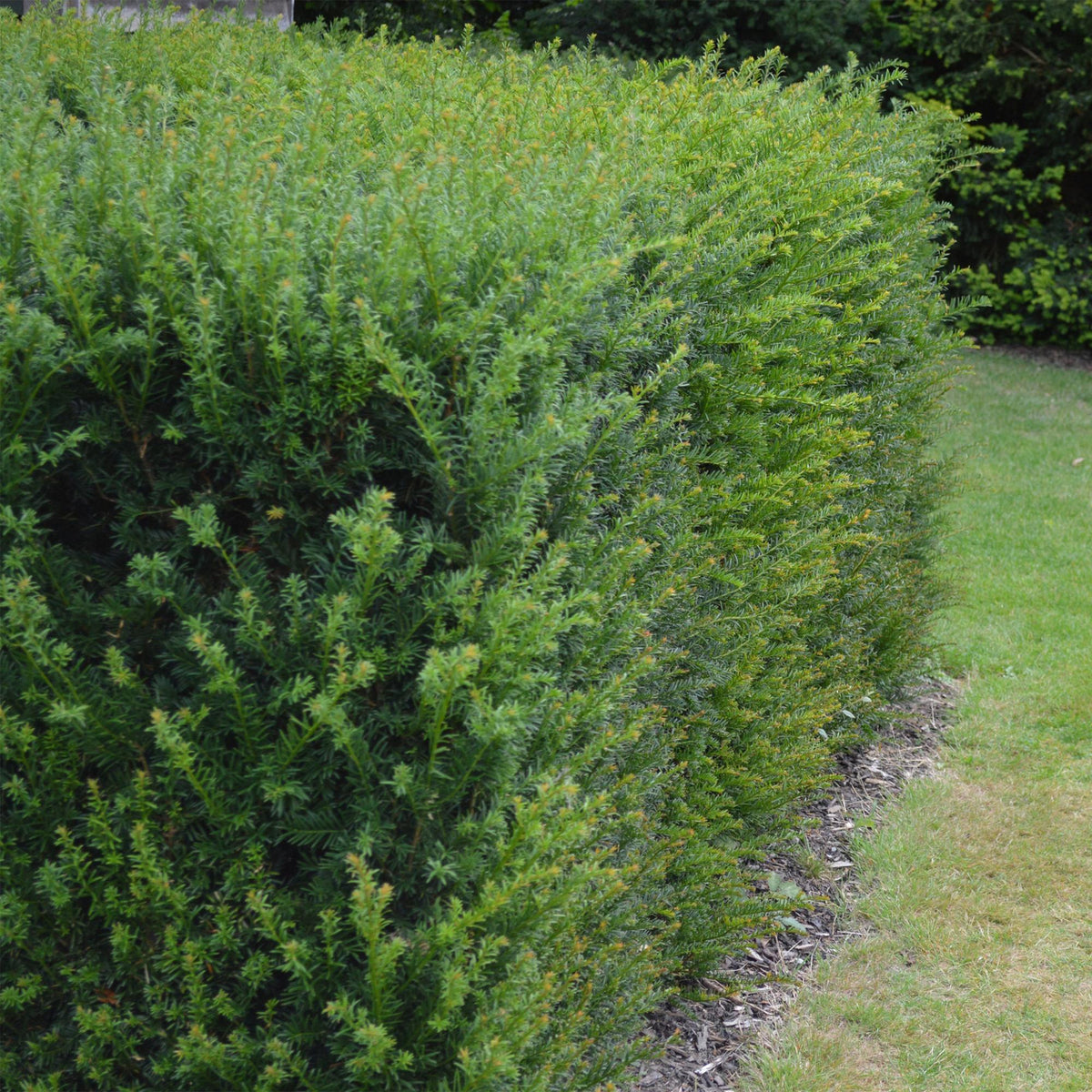 Taxus baccata, kenmerkend blad