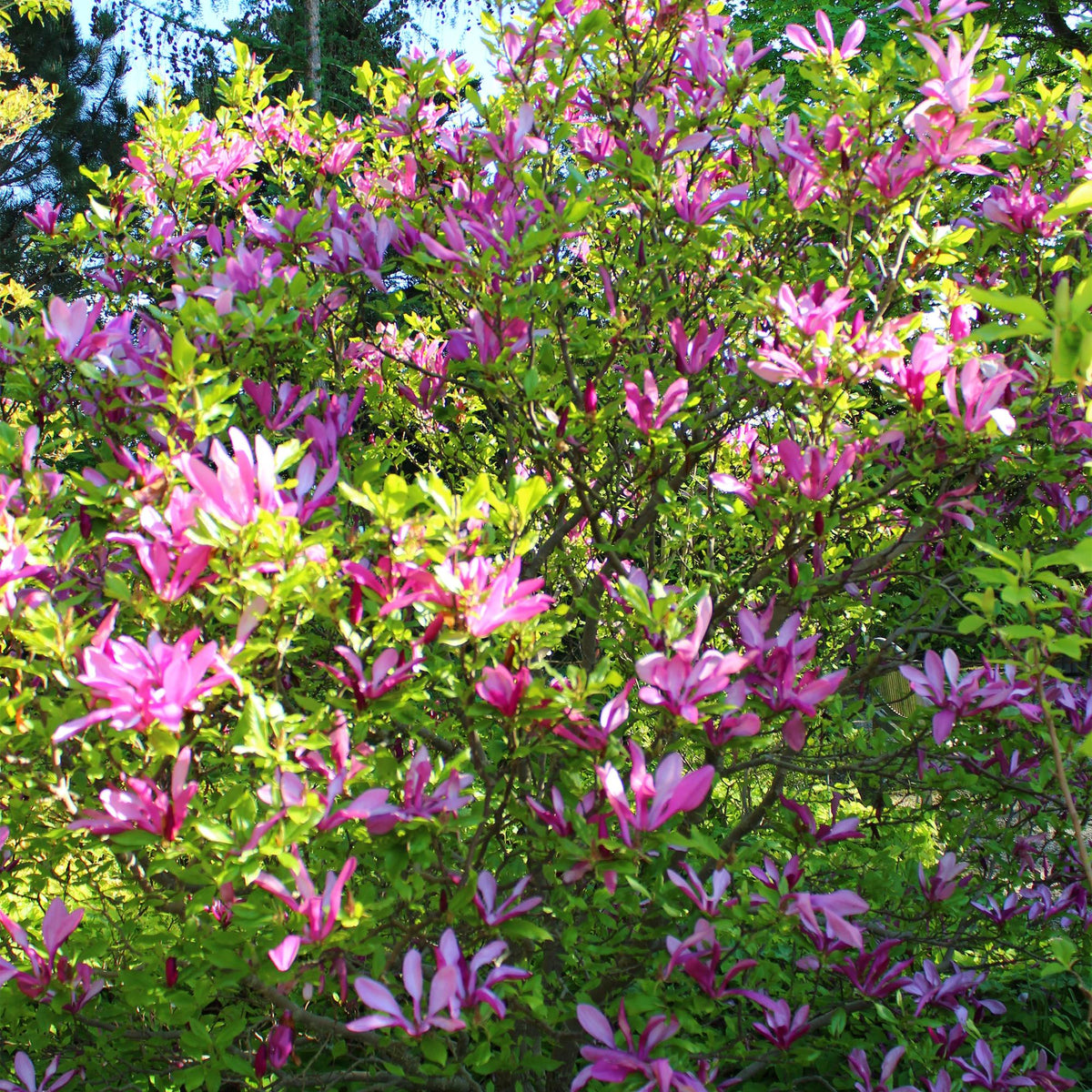 Magnolia Susan, groeiwijze van de plant