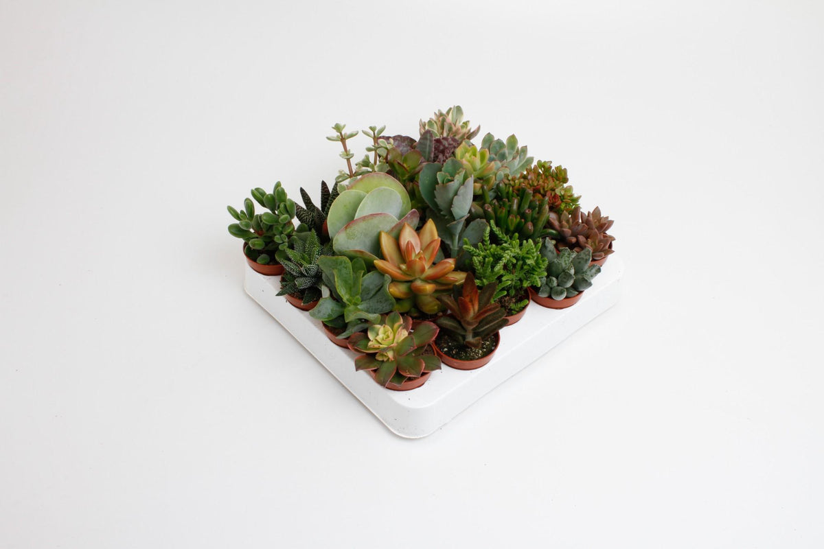 Productfoto van Succulenten Mix - 20 stuks