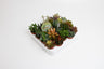 Succulenten Mix - 20 stuks