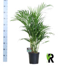 Detailfoto van Dypsis Lutescens 120