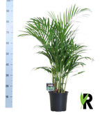 Detailfoto van Dypsis Lutescens 120