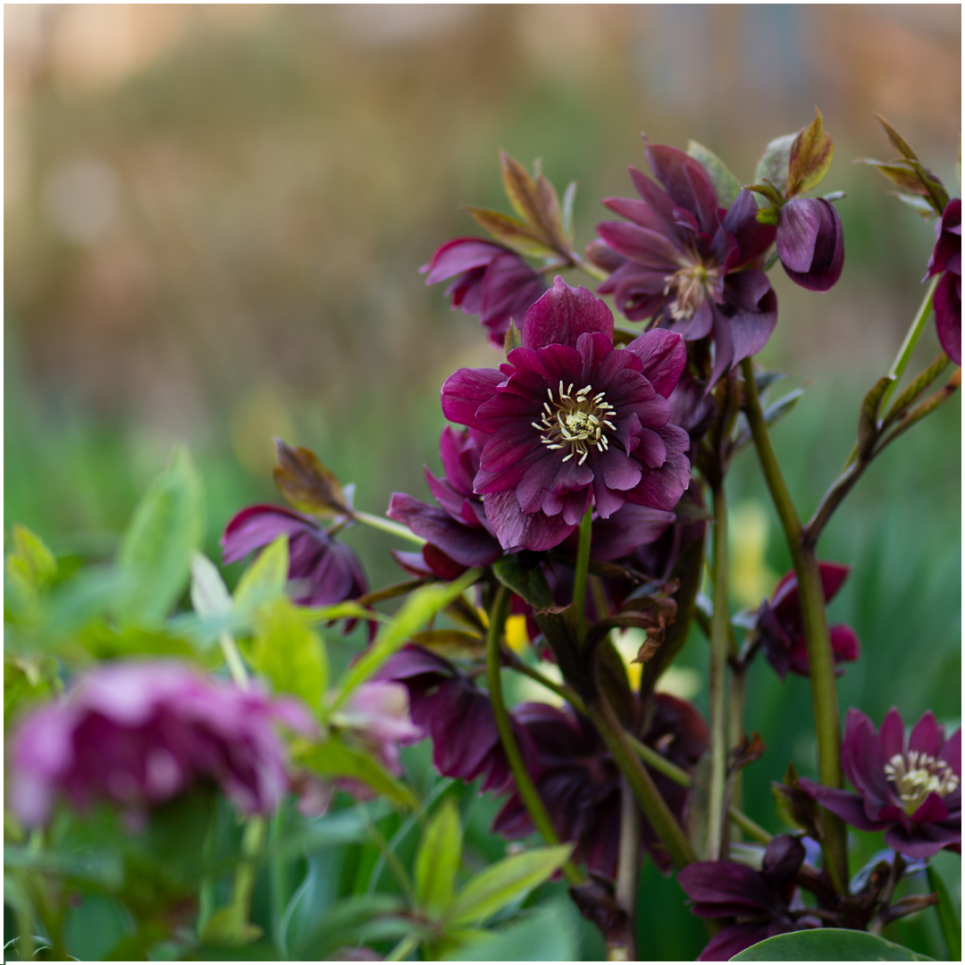 Helleborus Specials, gezonde plant