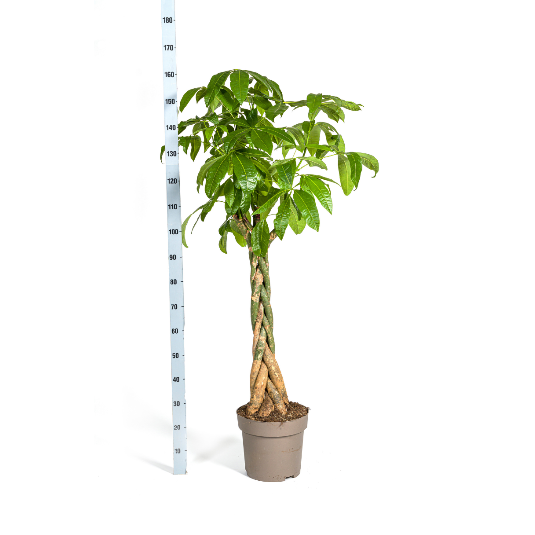 Pachira Aquatica, groeiwijze van de plant