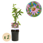 Passiflora Anastasia, kenmerkend blad