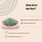 ROOTLESS Succulent Echeveria Pulidonis in schaal &