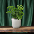 Productafbeelding van Pureplant