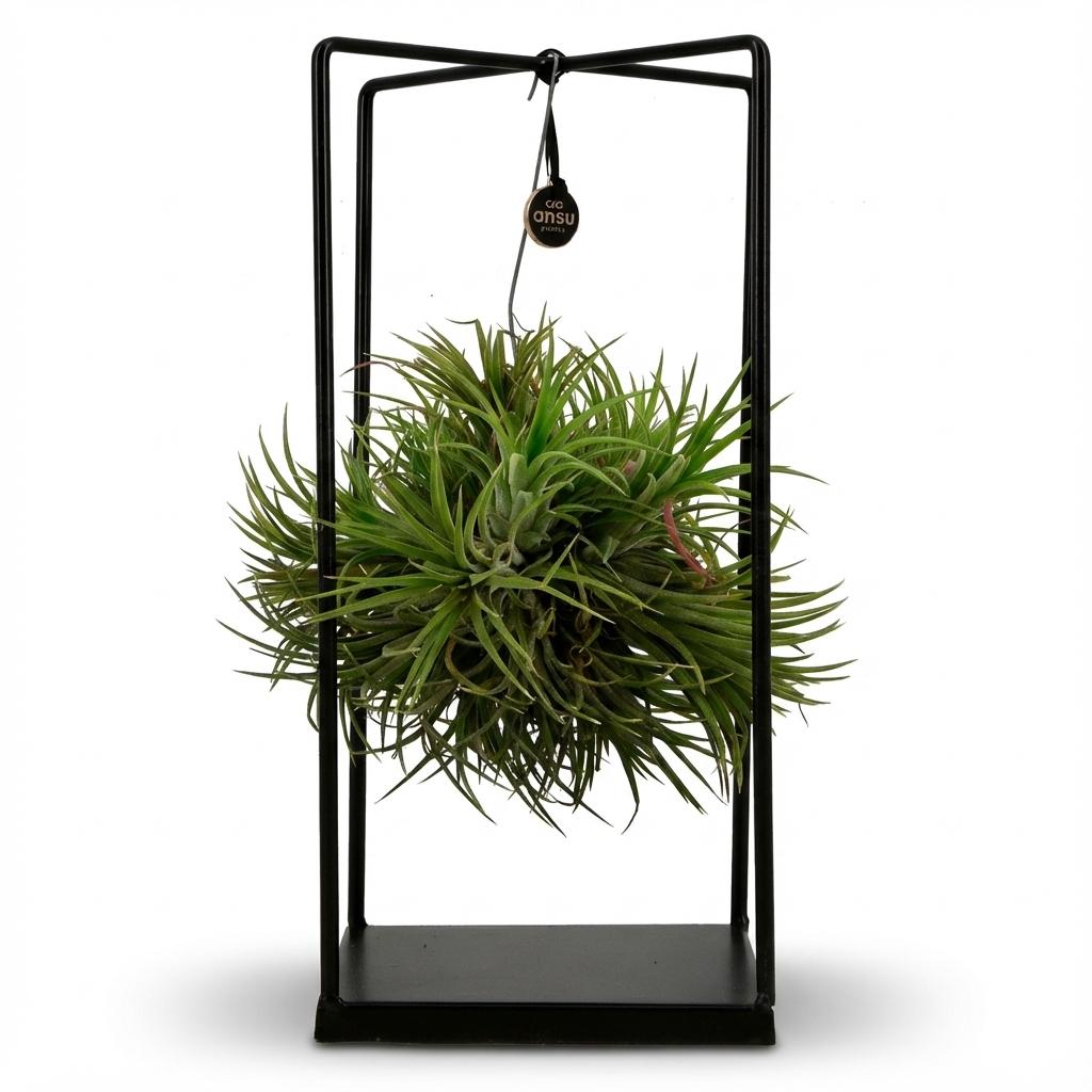 Tillandsia Luchtplant in Decor, detail van het blad