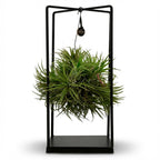 Tillandsia Luchtplant in Decor, detail van het blad