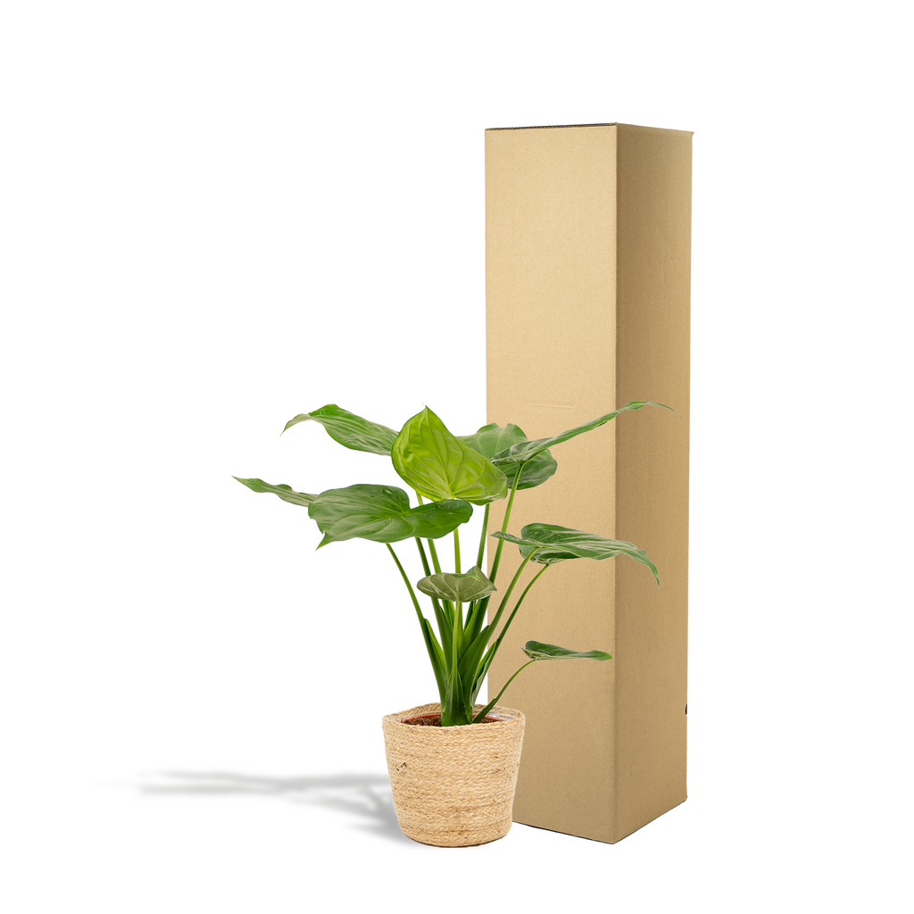 Detailfoto van Alocasia Cucullata