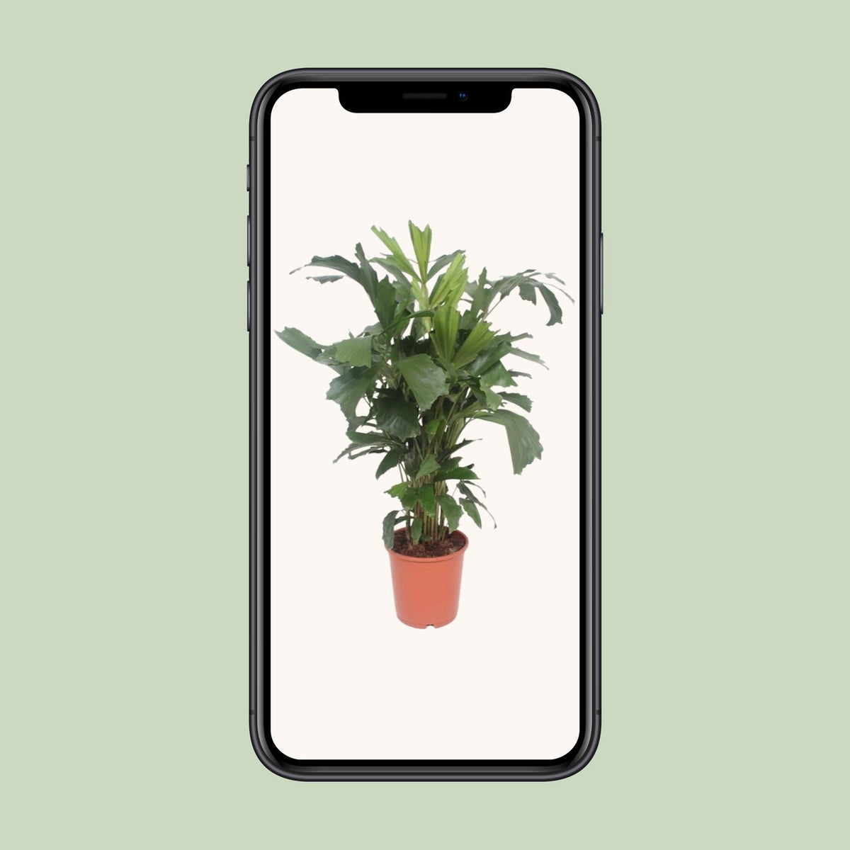 Detailfoto van Caryota Mitis