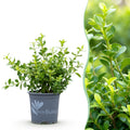 BetterBuxus Babylon Beauty, mot- en schimmelbestendig, plant in pot