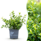 BetterBuxus Babylon Beauty, mot- en schimmelbestendig, plant in pot