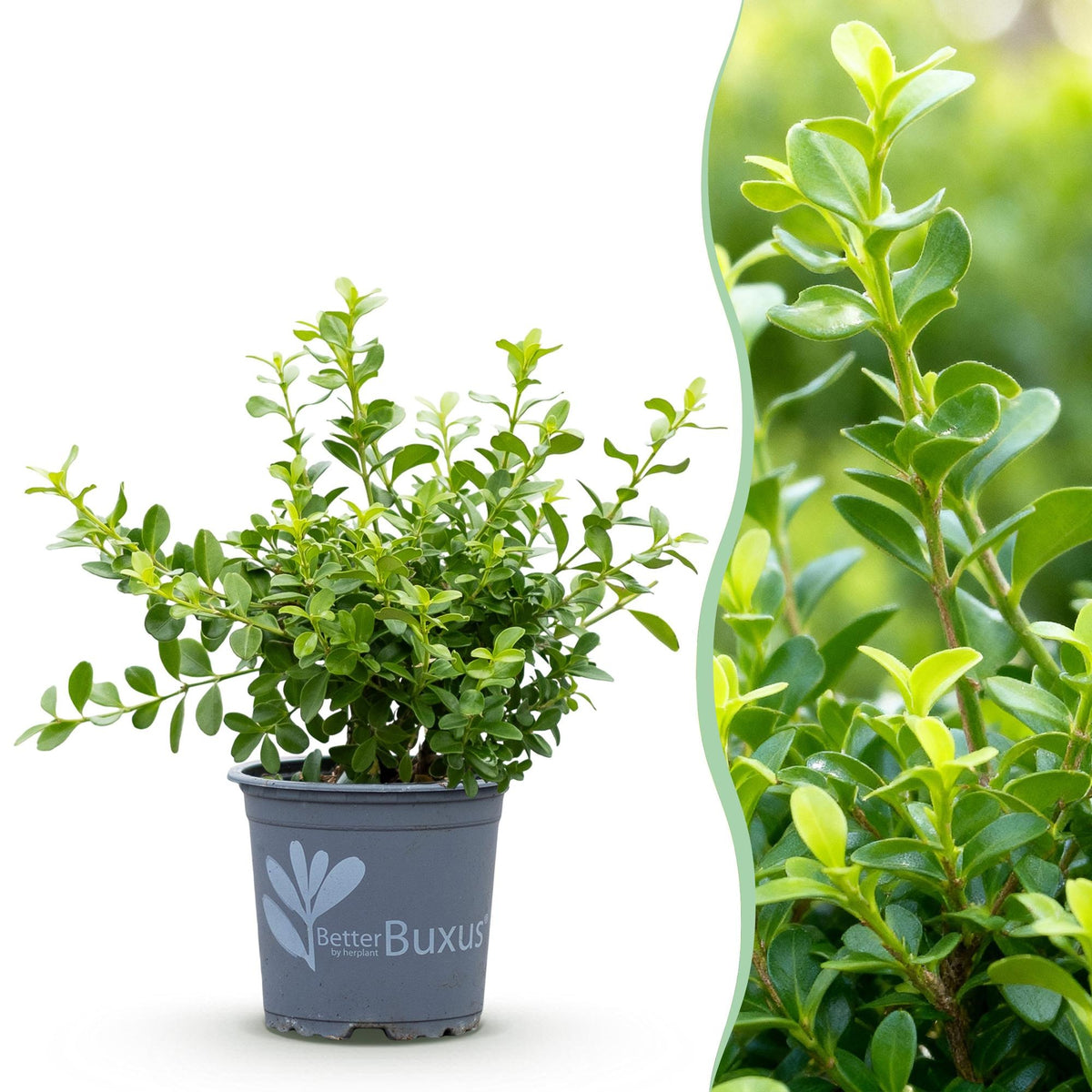 BetterBuxus Babylon Beauty, mot- en schimmelbestendig, plant in pot