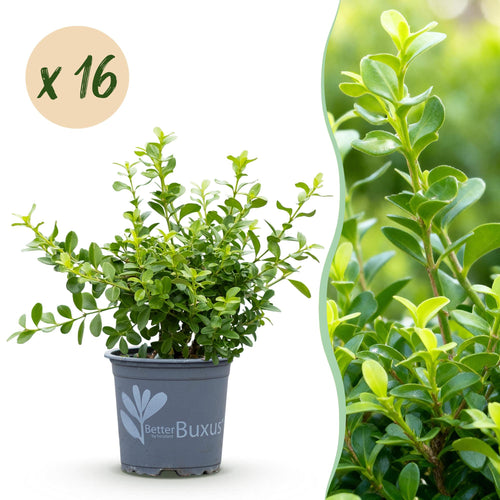 BetterBuxus Babylon Beauty, mot- en schimmelbestendig, plant in pot