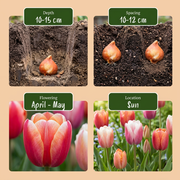 Tulp &