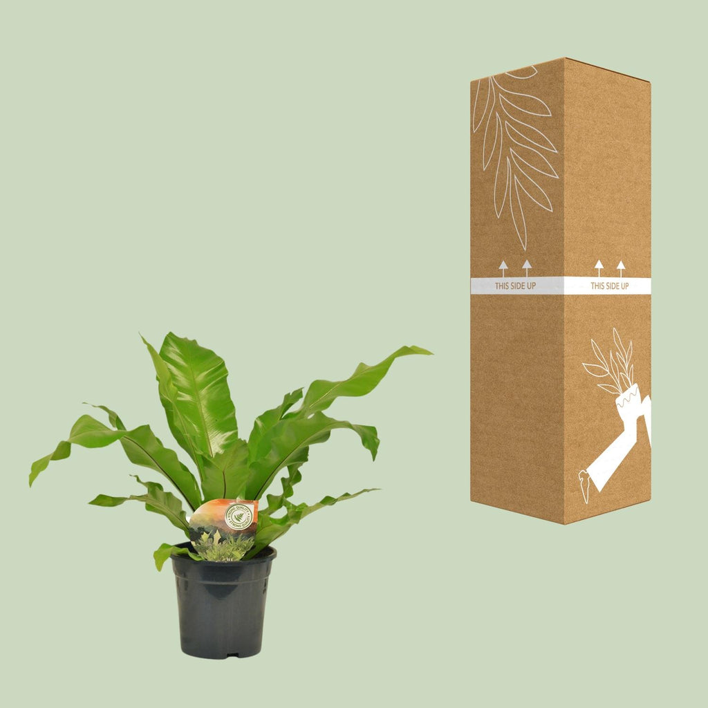 Detailfoto van Asplenium Nidus