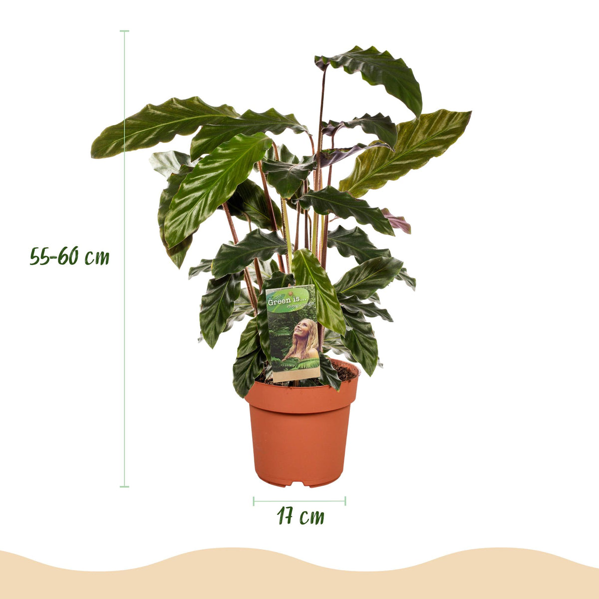 Calathea Rufibarba, 55-60 cm hoog, kenmerkend blad