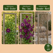 Clematis &