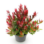 Leucothoe Little Flame, detail van het blad