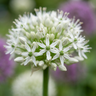 Sierui Allium 'Mount Everest' bloembollen, wit